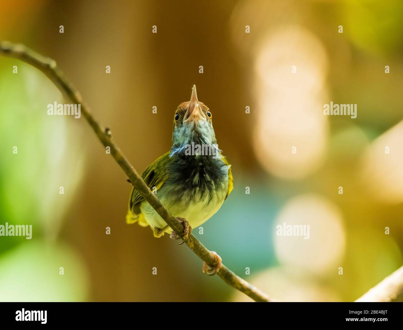 Male Dark-necked Tailorbird (Orthotomus atrogularis) with its dark neck patch exposed Stock Photo