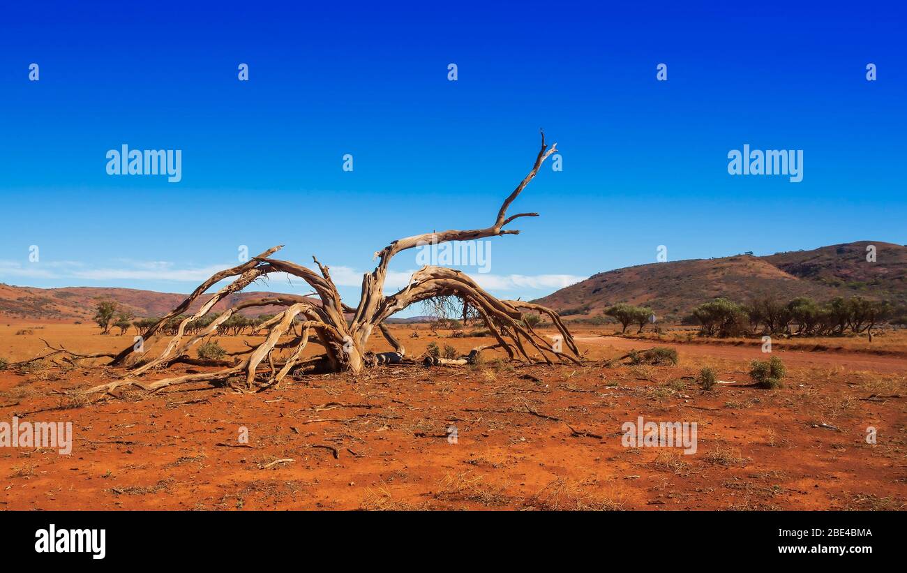 Dead tree, dirt track and mountains in the desert of outback Australia Stock Photo