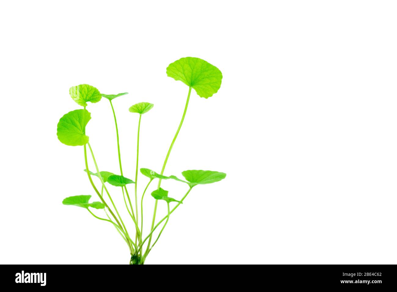 Gotu kola (Centella asiatica) leaves isolated on white background Stock Pho...