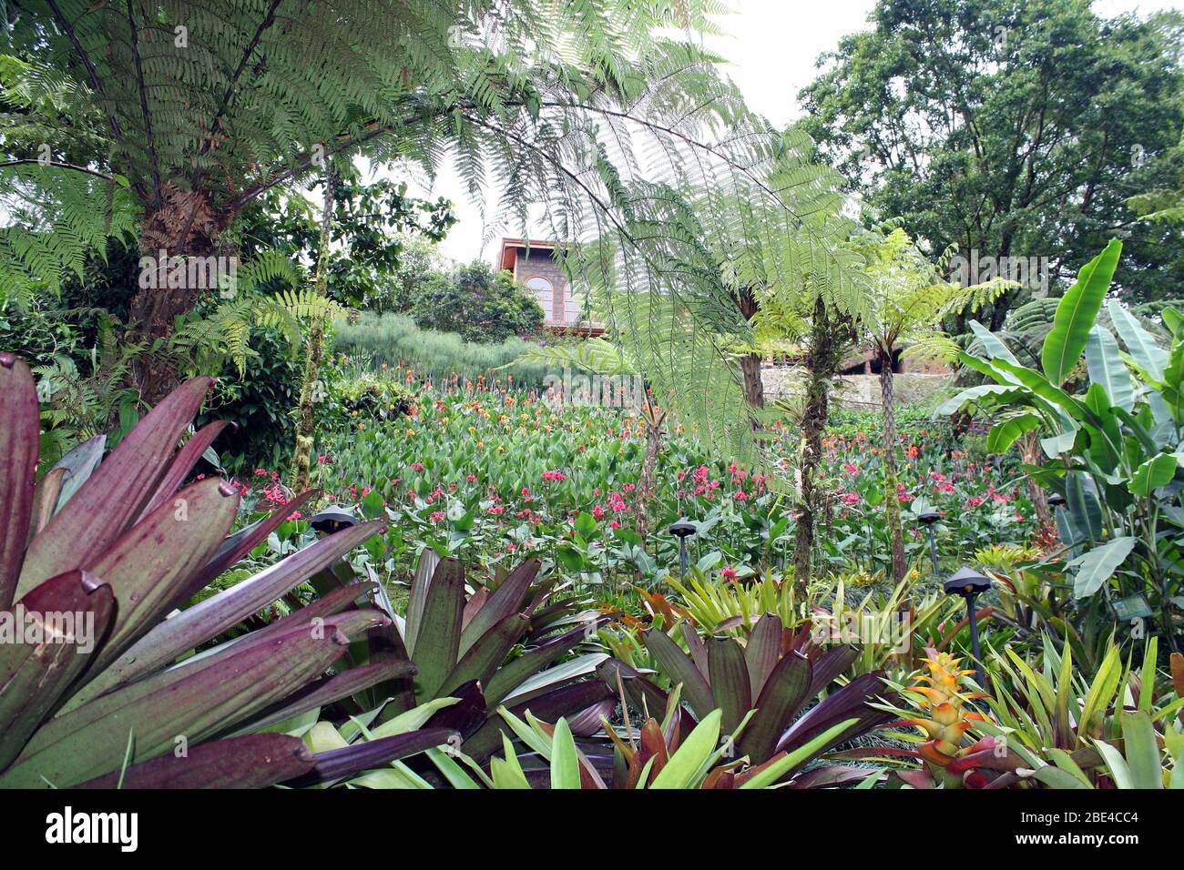 Rain forest in Costa Rica Stock Photo