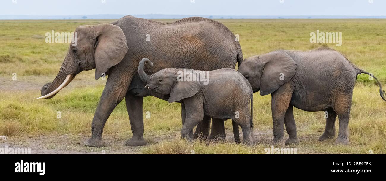 An elephant family walking in the savannah in Africa, the young elephant has small tusks growing