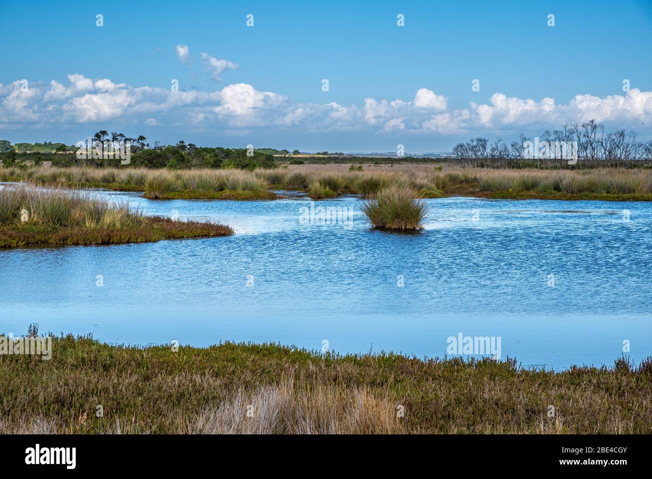 Native Australian coastal wetlands landscape Stock Photo Alamy