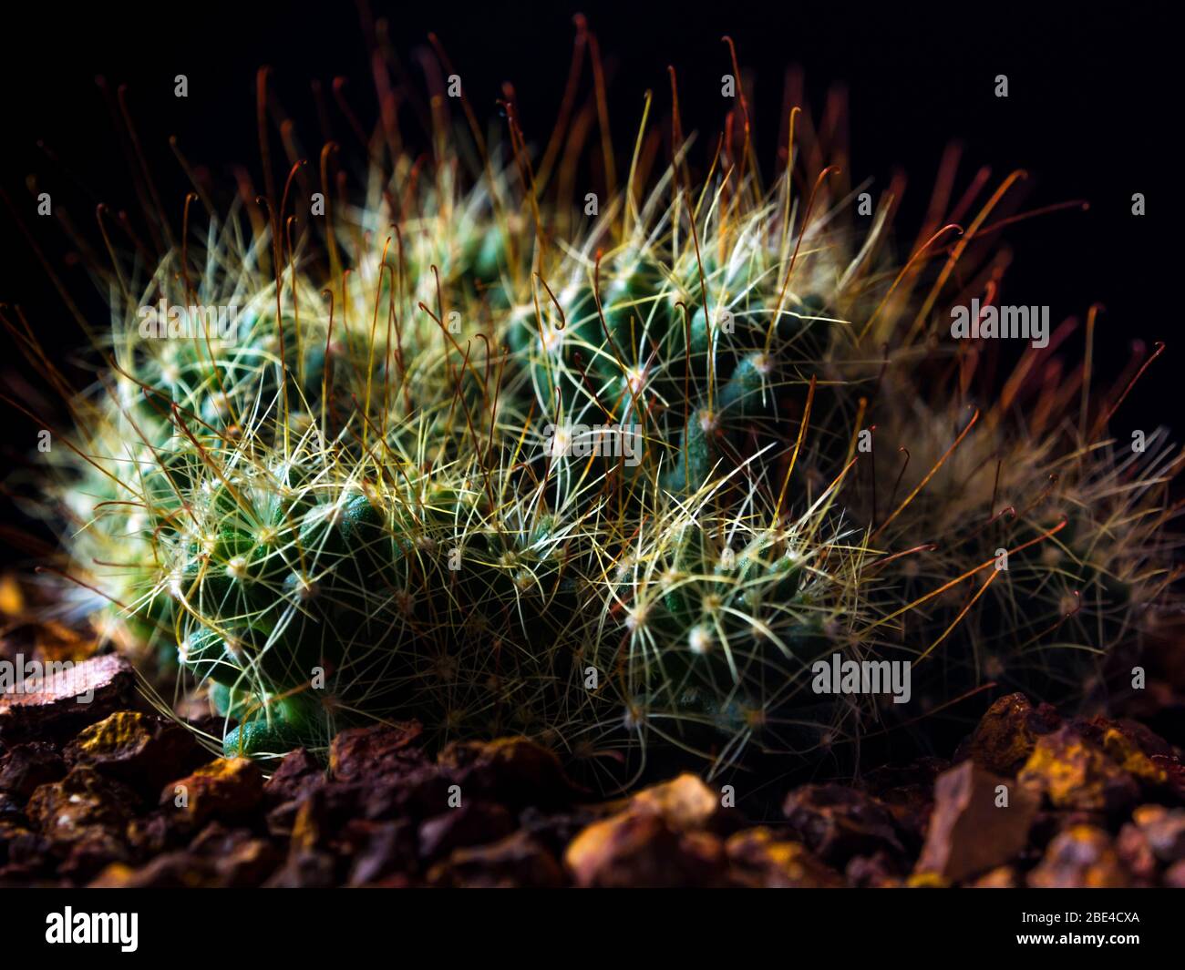 Clump of Thorn hook Mammillaria surculosa cactus species in black background Stock Photo