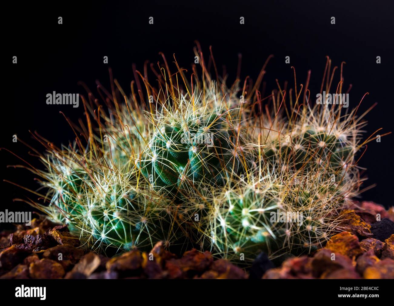 Clump of Thorn hook Mammillaria surculosa cactus species in black background Stock Photo