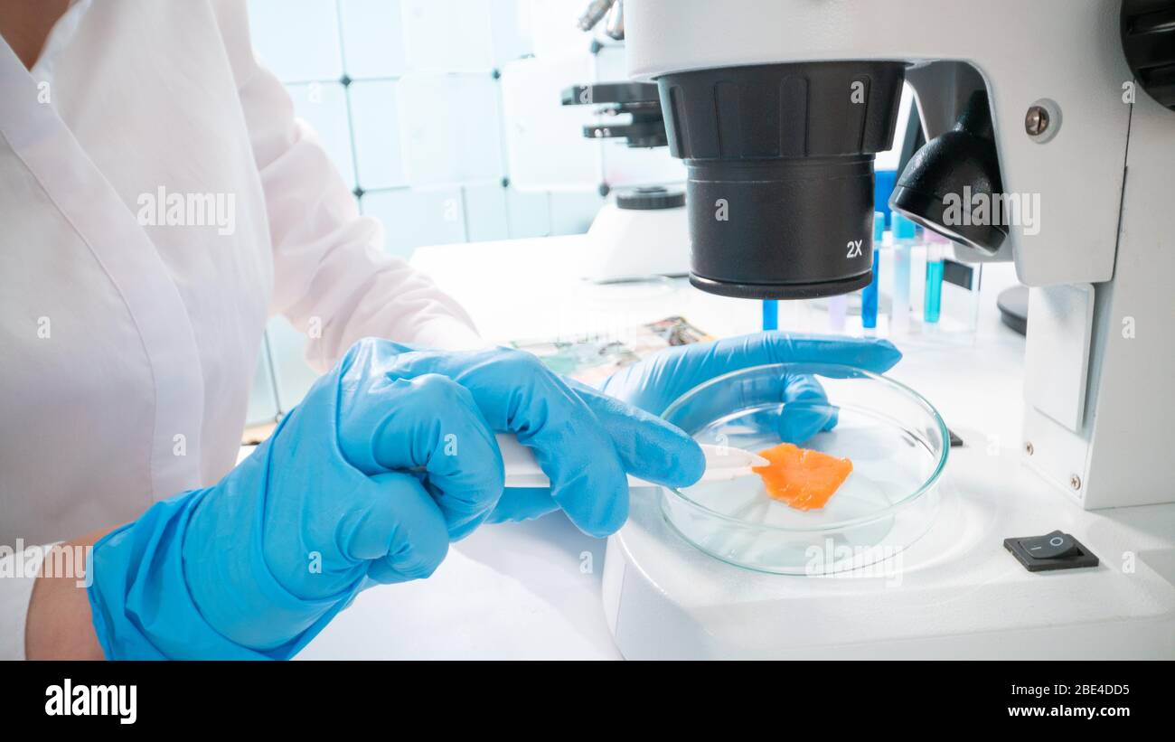 Inspection of meat and fish quality in the food quality laboratory