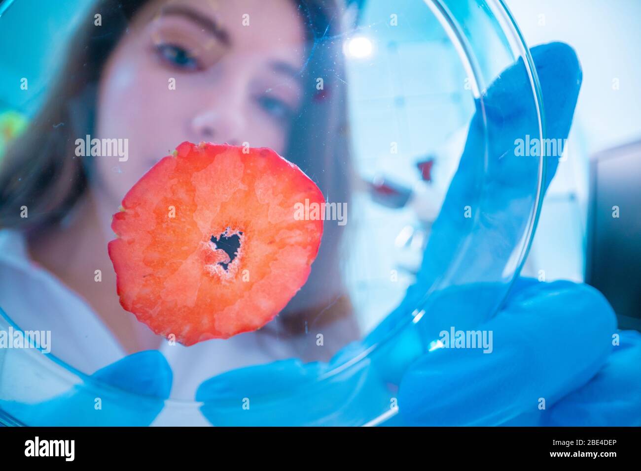 Inspection of the quality of vegetables and fruits in the laboratory of