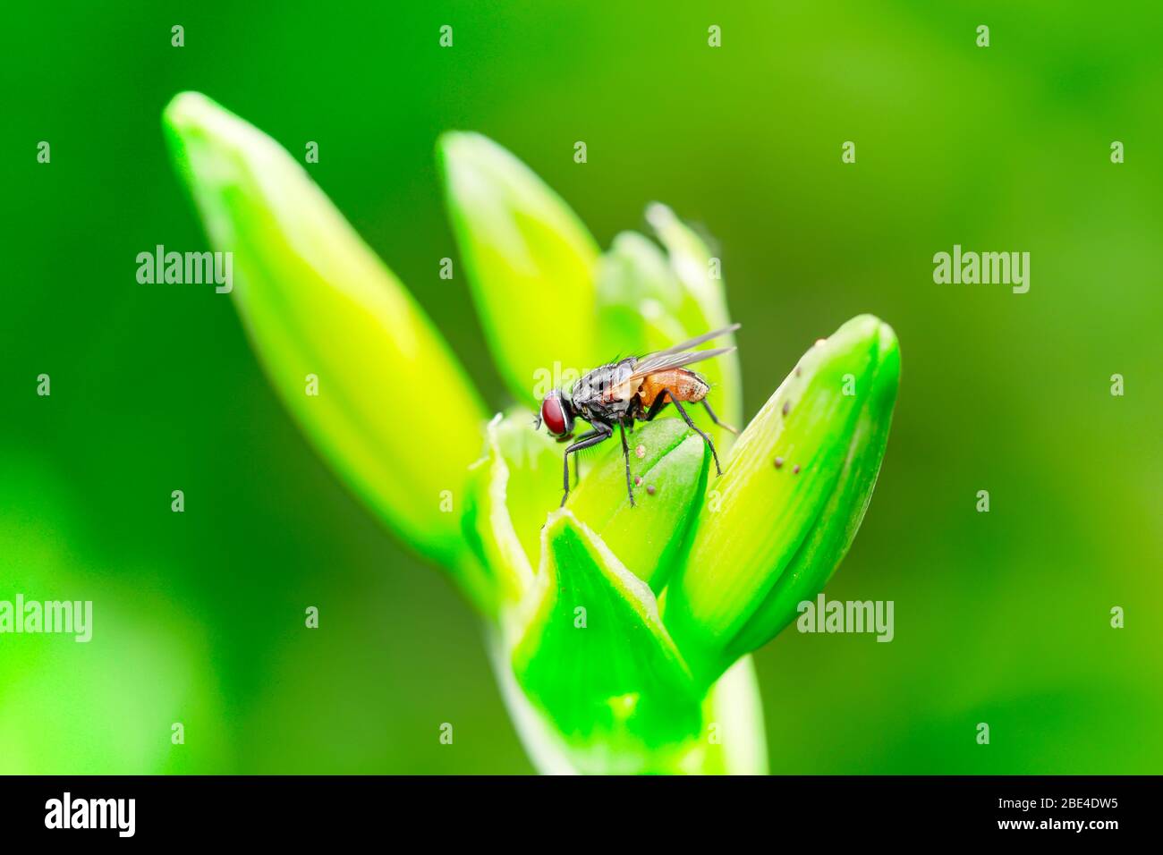 Calliphora wings hi-res stock photography and images - Alamy