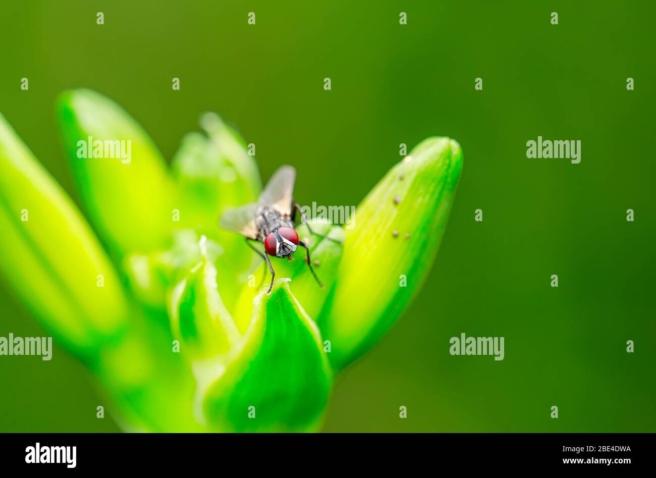 Calliphora Wings High Resolution Stock Photography and Images - Alamy