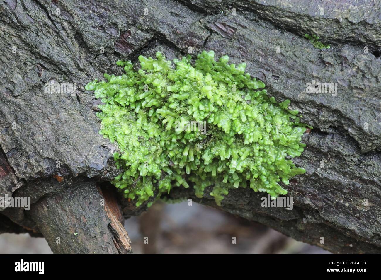 Radula complanata, known as Even Scalewort moss, a cannabinoid moss from Finland Stock Photo