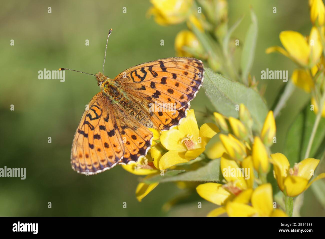 Brenthis ino, commonly known as the lesser marbled fritillary, a butterfly of the family Nymphalidae photographed in Finland Stock Photo