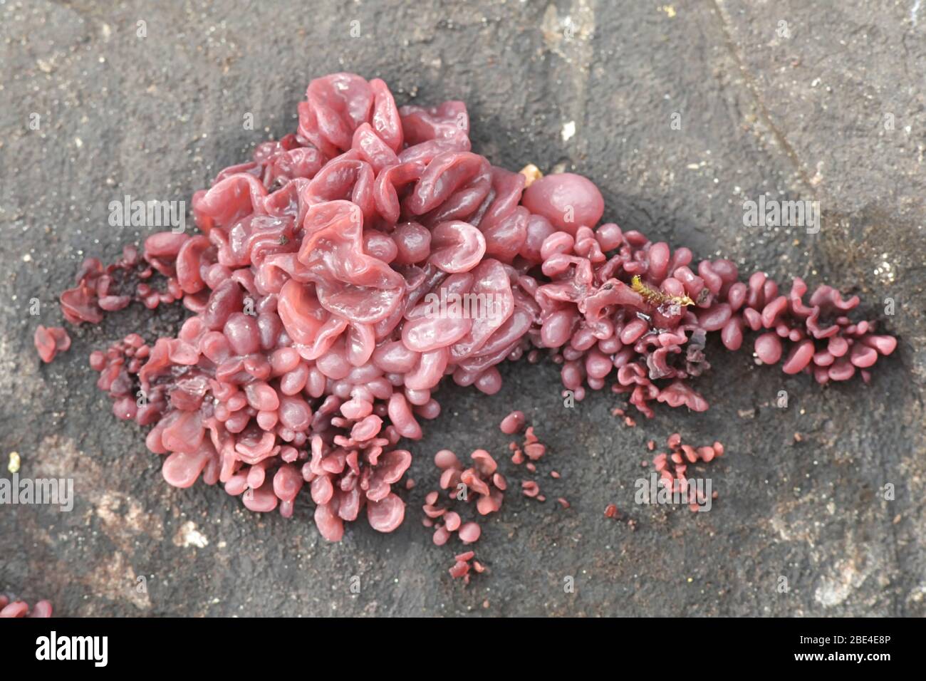 Ascocoryne sarcoides, known as the jelly drop or the purple jellydisc fungus, wild mushroom from Finland Stock Photo