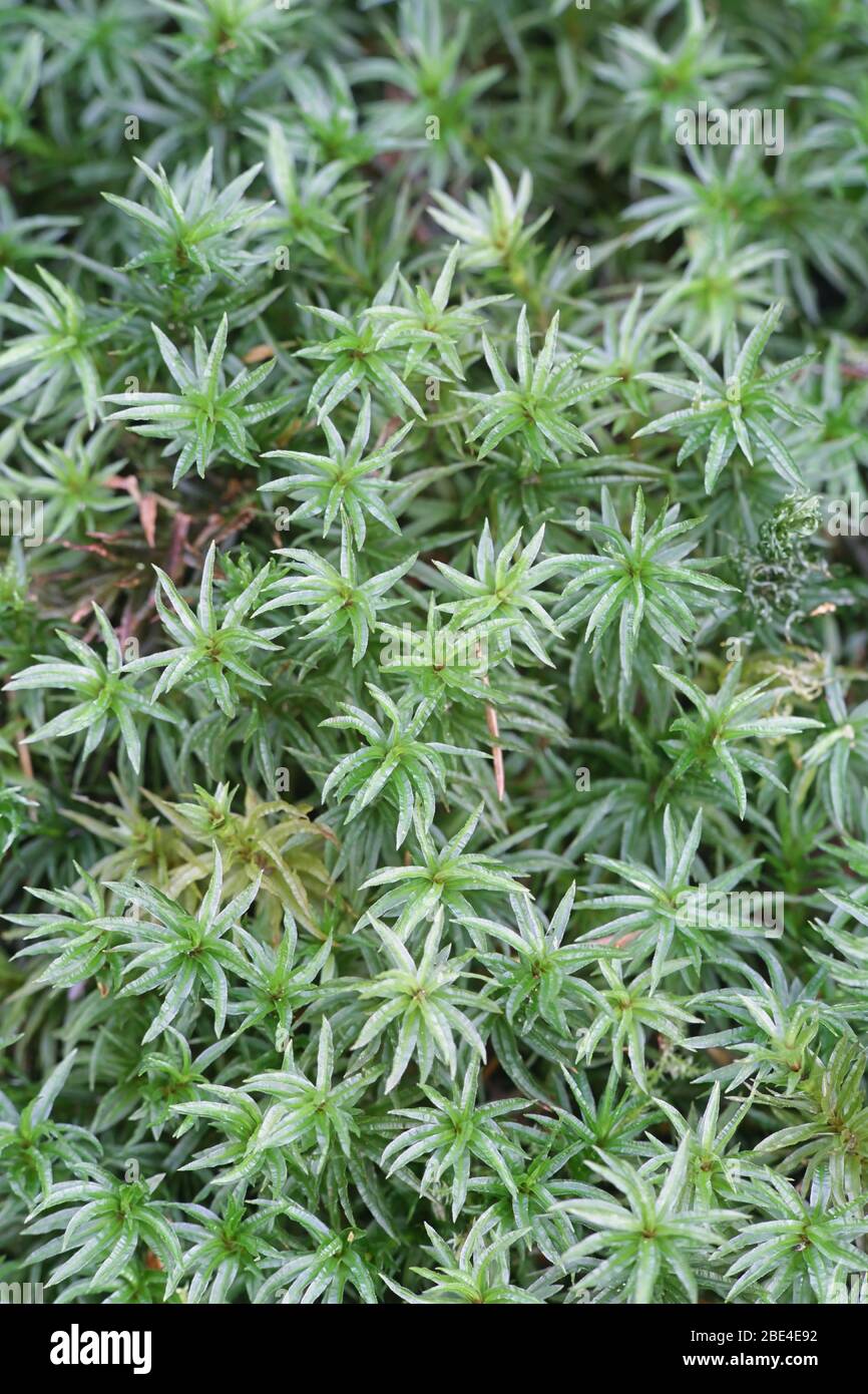 Atrichum undulatum, known as the common smoothcap moss Stock Photo