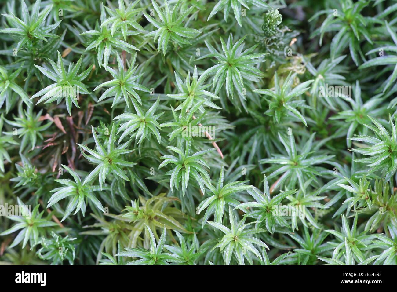 Atrichum undulatum, known as the common smoothcap moss Stock Photo