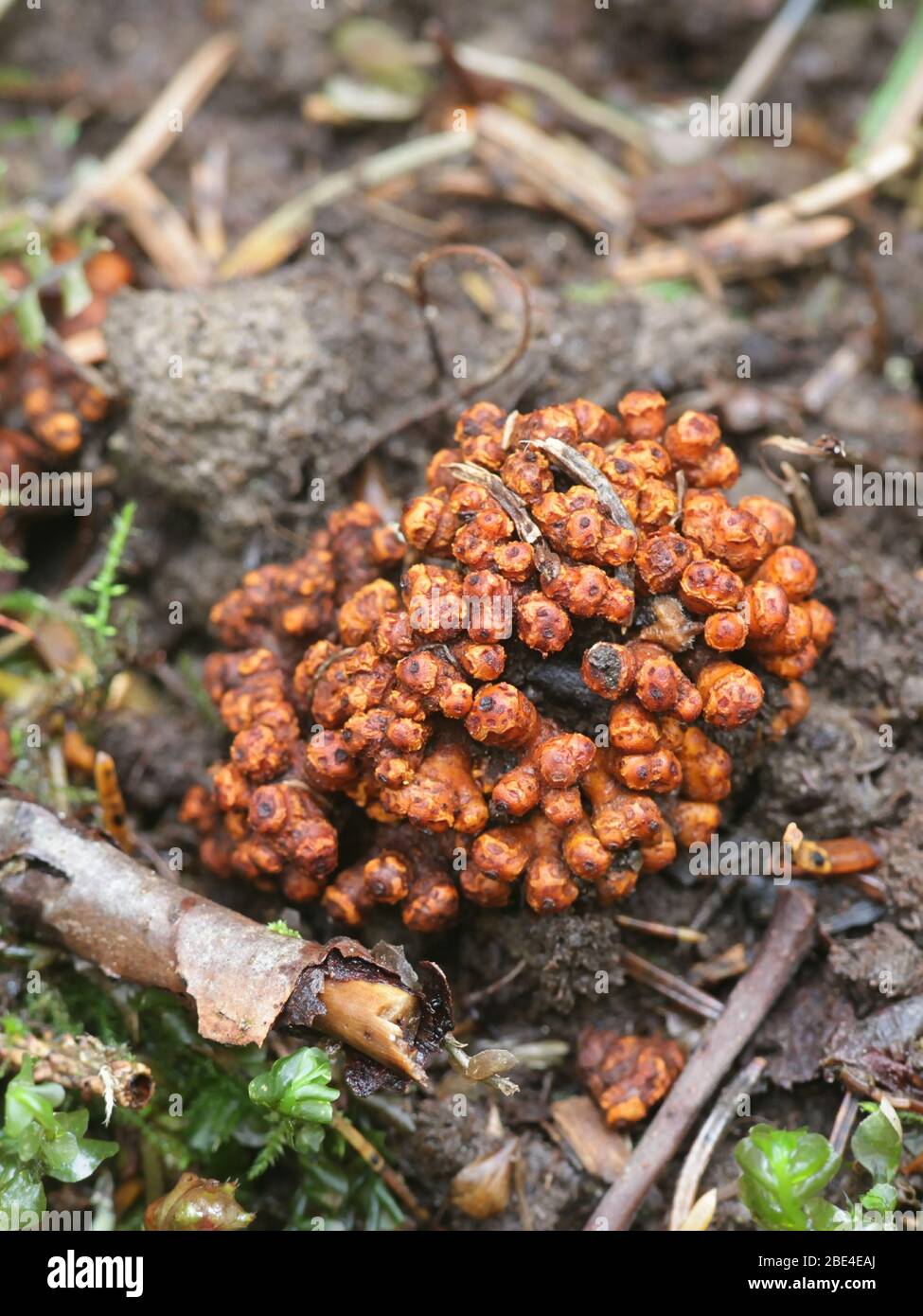 Alder tree root nodules form a symbiosis with nitrogen-fixing bacteria Stock Photo