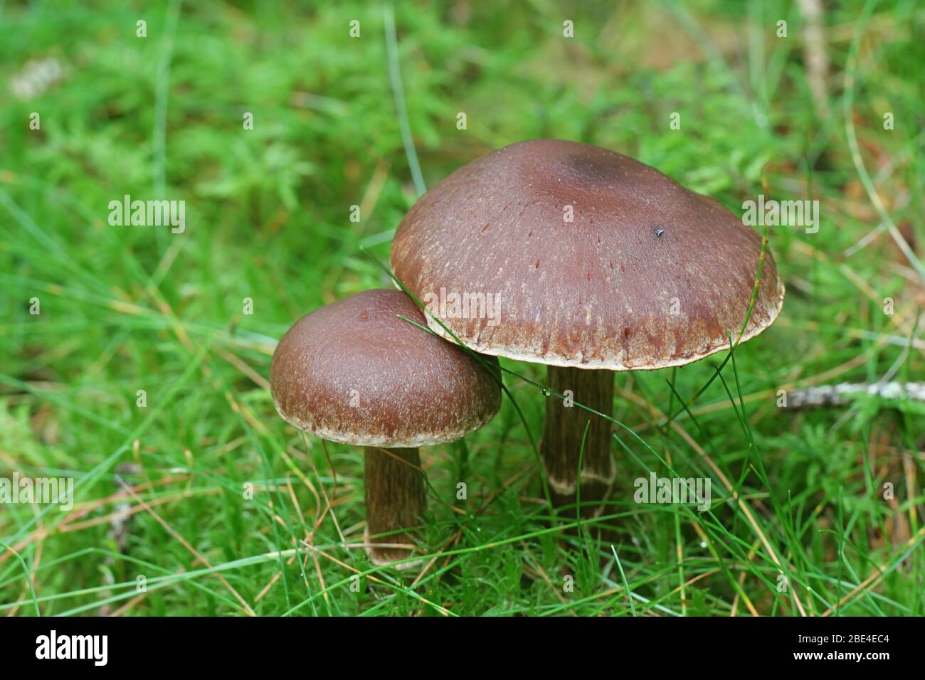 Cortinar webcap mushroom, Cortinarius brunneus Stock Photo