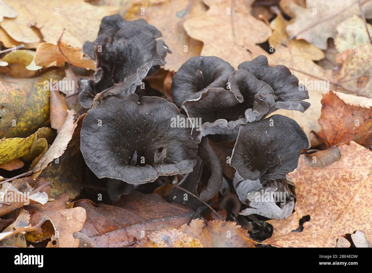 Craterellus cornucopioides, commonly known as the Horn of plenty, black chanterelle  or trumpet of the dead, a delicious wild mushroom from Finland Stock Photo
