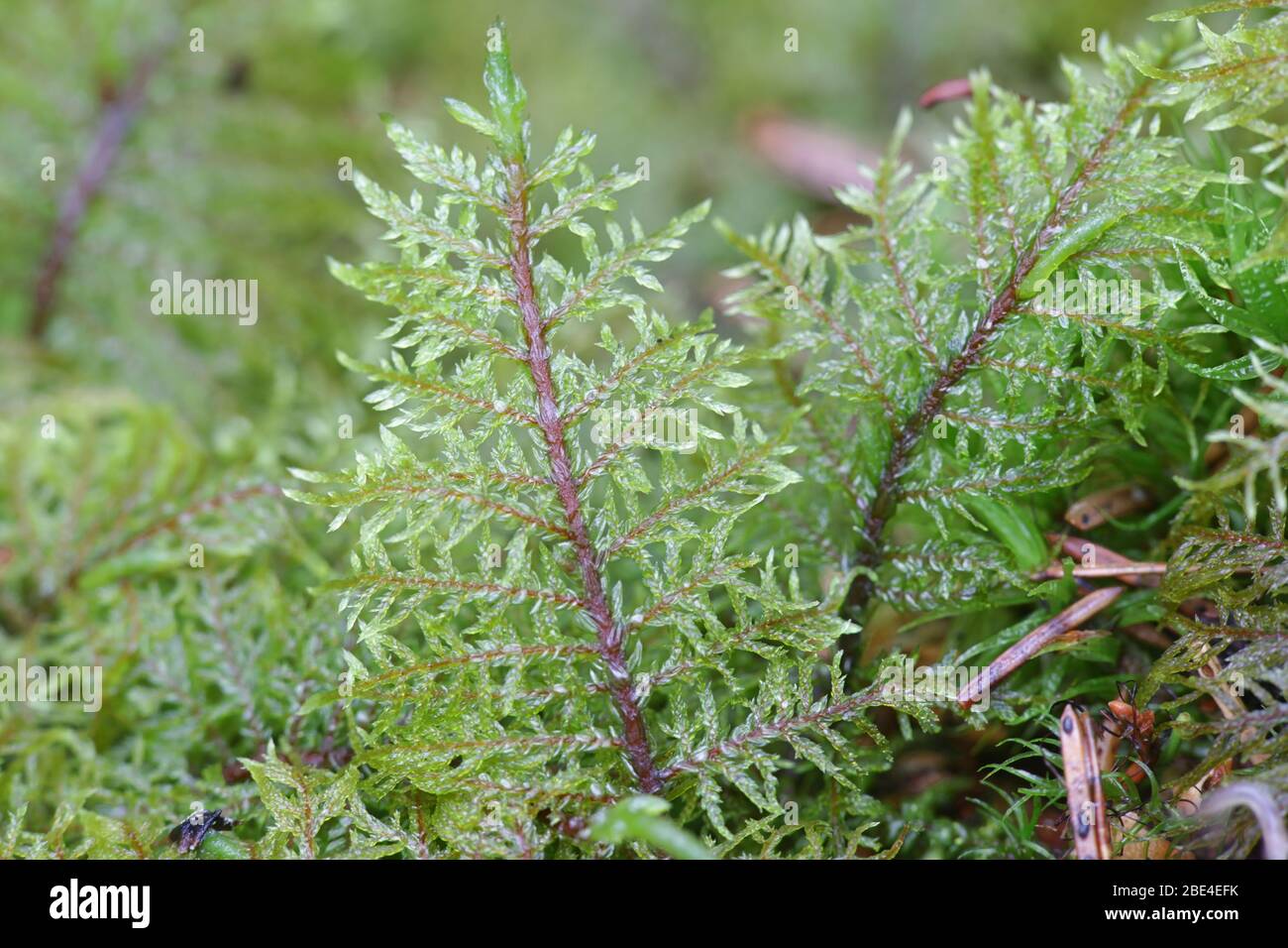 Hylocomium splendens, commonly known as glittering woodmoss, splendid feather moss or stairstep moss Stock Photo