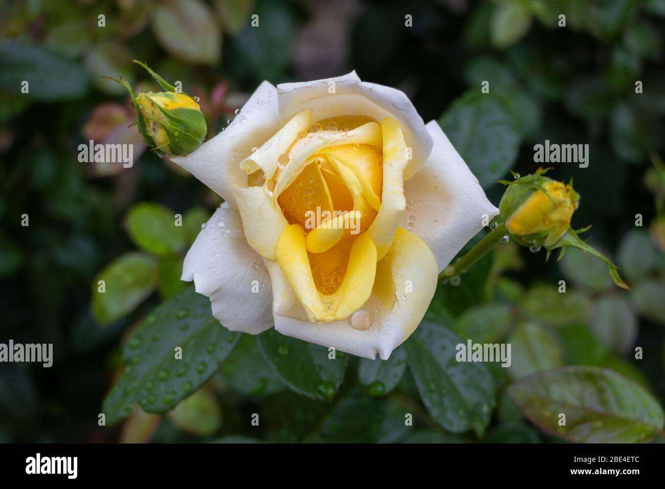 Yellow rose drops dew hi-res stock photography and images - Alamy