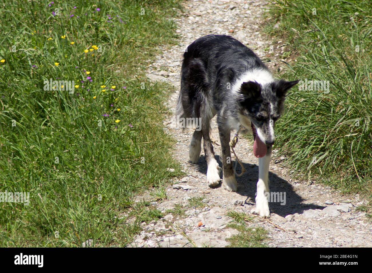 Do Dogs Get Tired From Walking