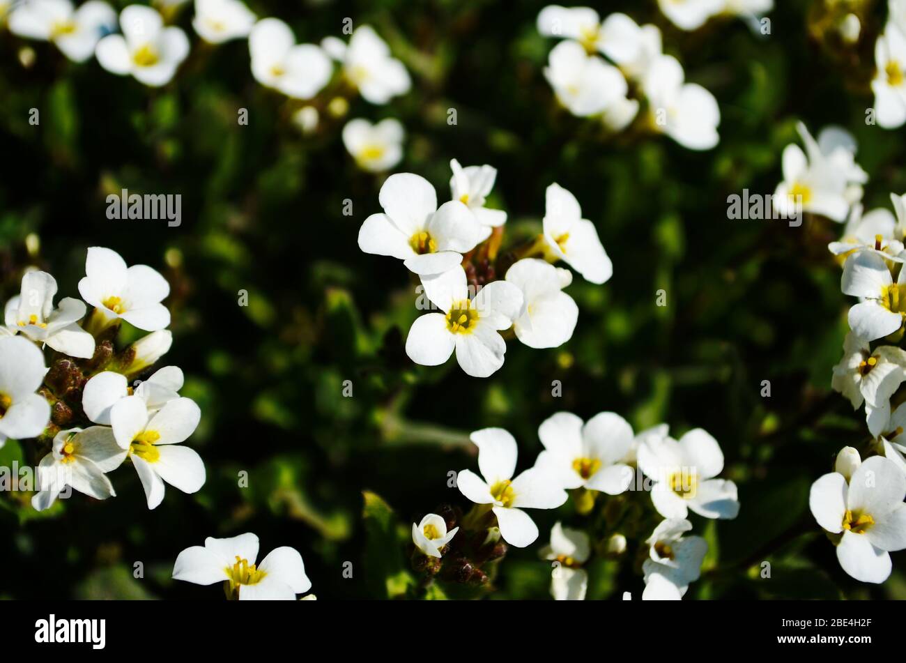 Flowers Name High Resolution Stock Photography And Images Alamy Flowers Name High Resolution Stock Photography And Images Alamy
