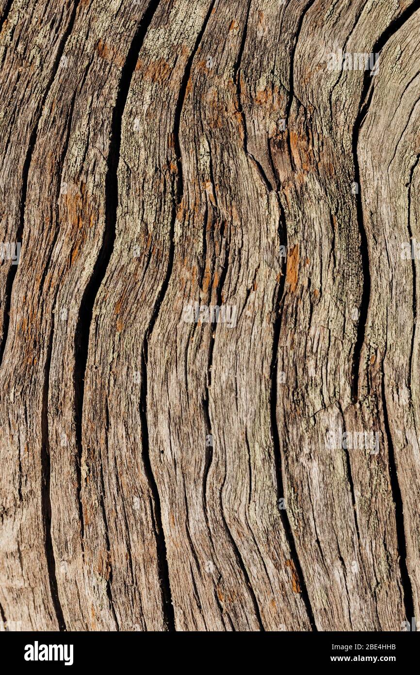 Dry old wooden brown background. natural wood, cracks on dry wood from the sun and time. Strips of cracks. Wood texture Stock Photo
