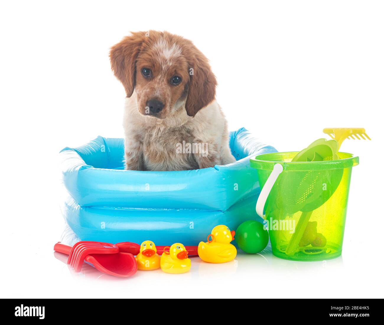 puppy brittany spaniel in front of white background Stock Photo - Alamy