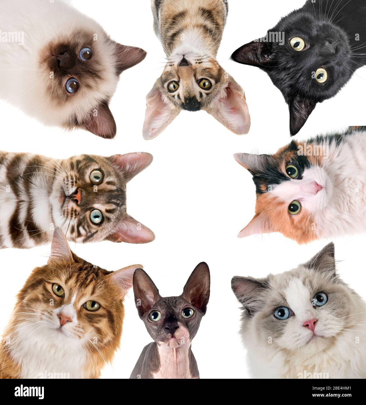 group of cats in front of white background Stock Photo - Alamy