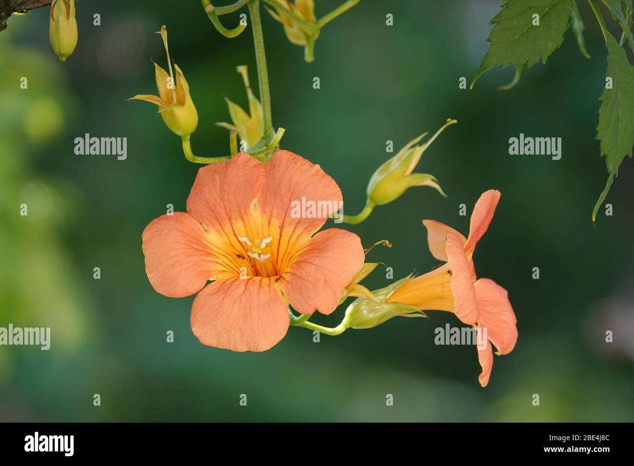 Beautiful Campsis grandiflora (Chinese trumpet vine) flowers Stock Photo