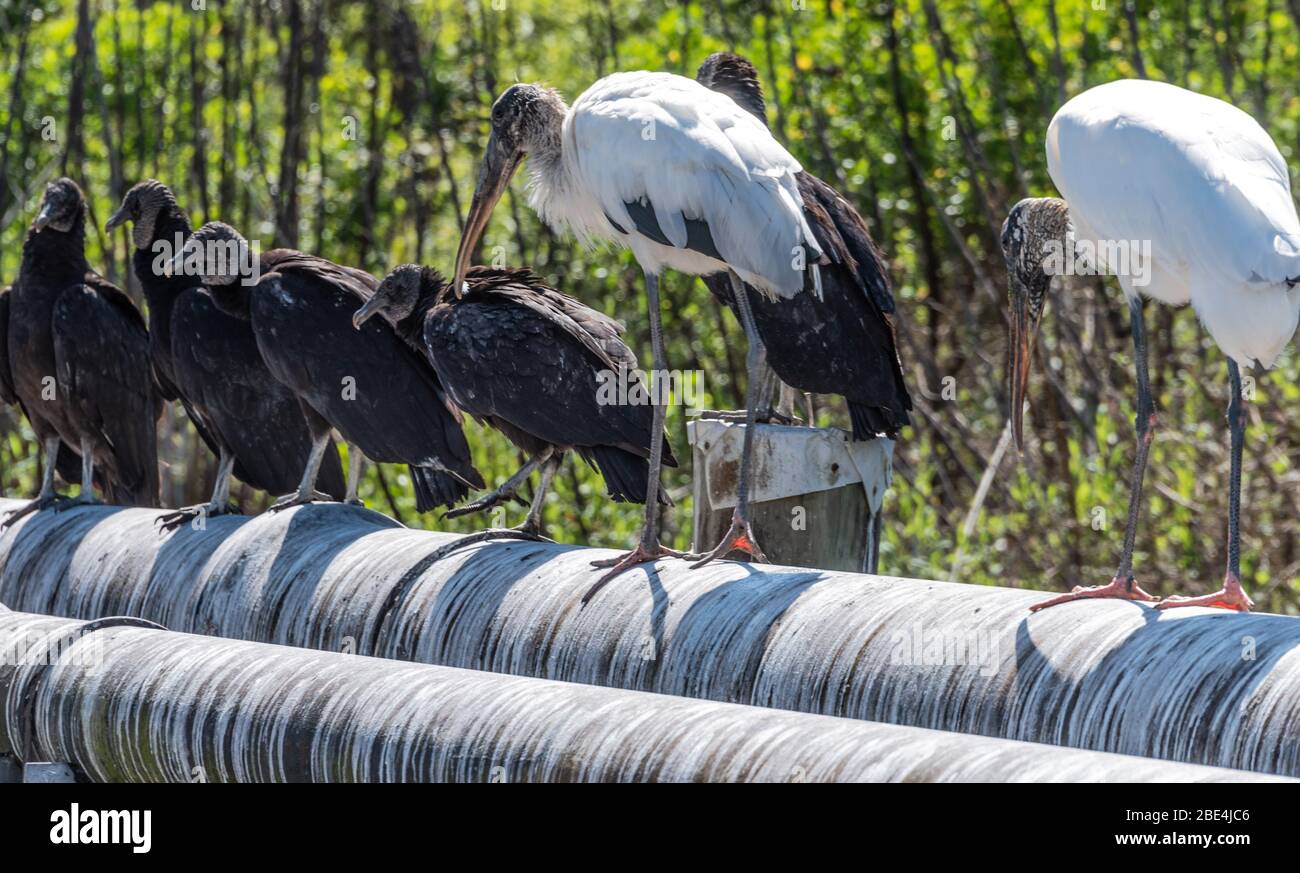Wood storks and black vultures roosting in Ponte Vedra Beach, Florida. (USA) Stock Photo