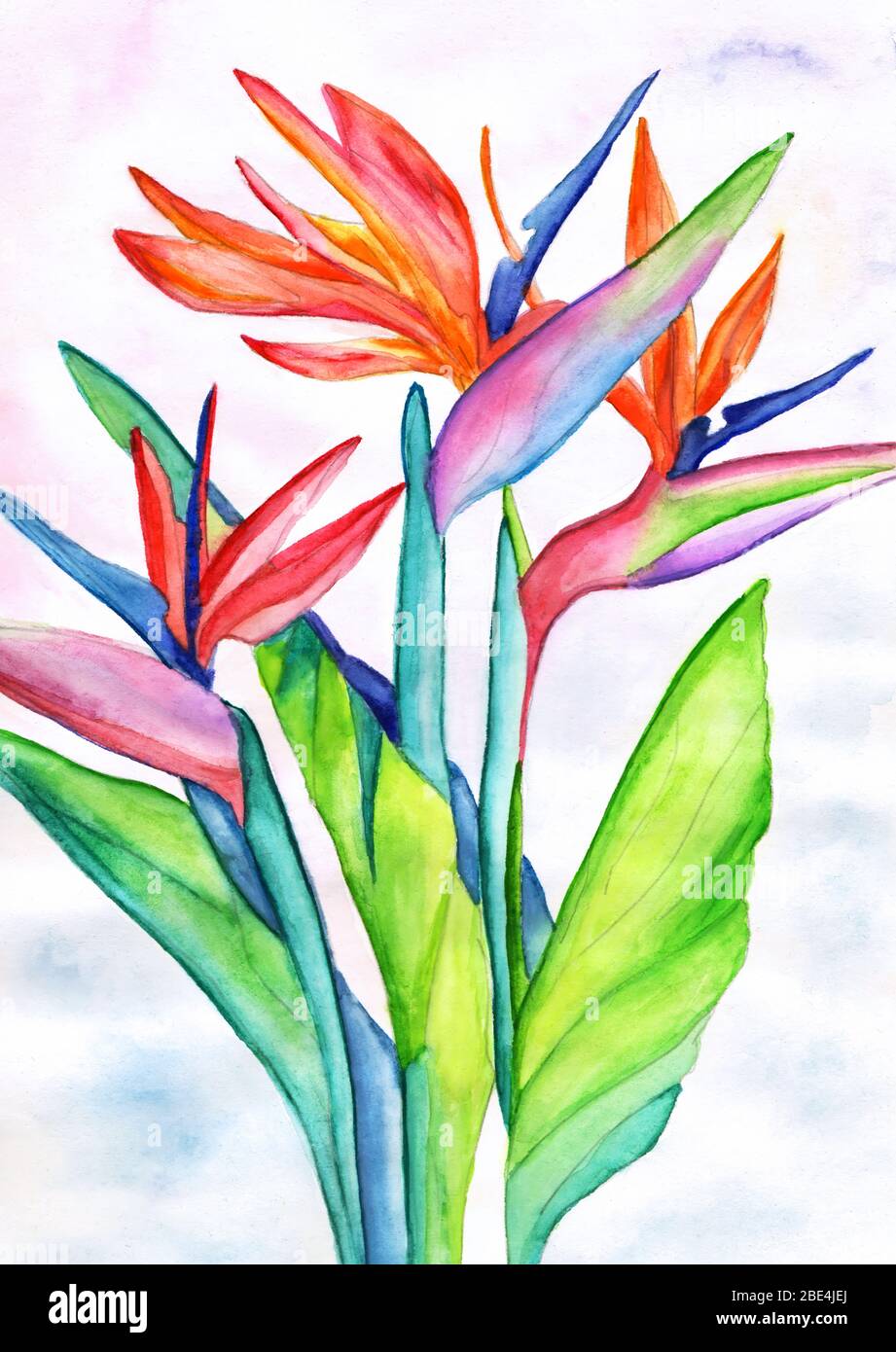 Tropical flower strelitzia watercolor painting Stock Photo - Alamy