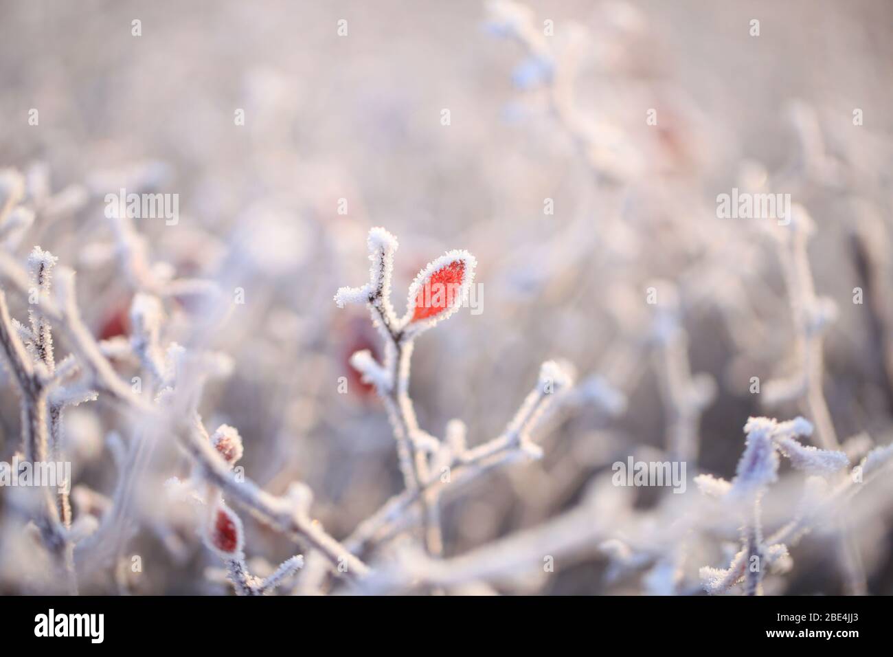 Frost on plants in winter Stock Photo