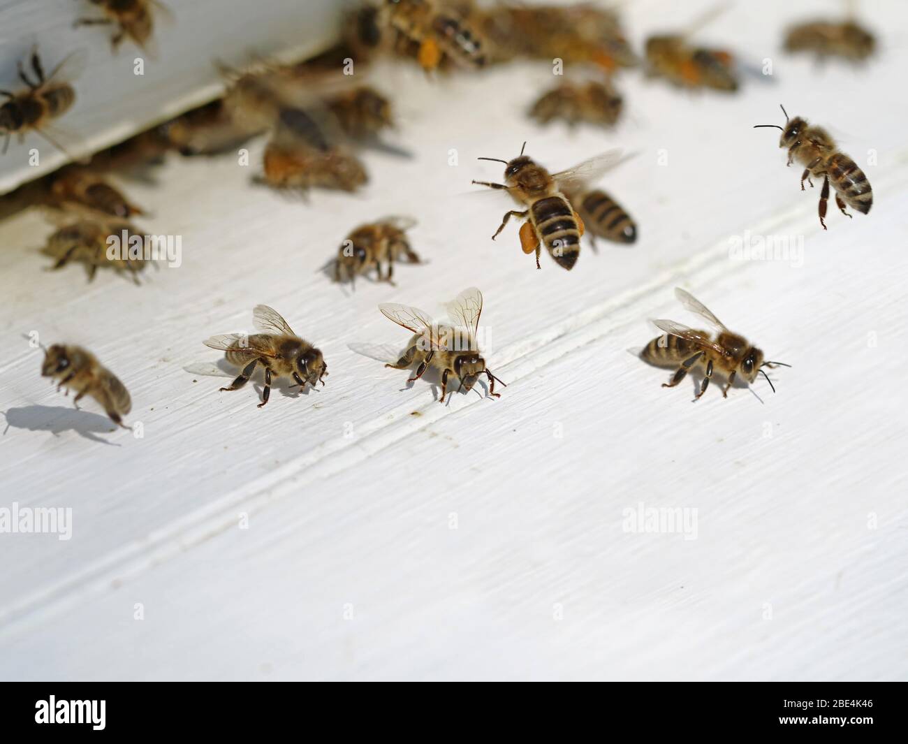 close up of bees entering and leaving white beehive with copy space Stock Photo