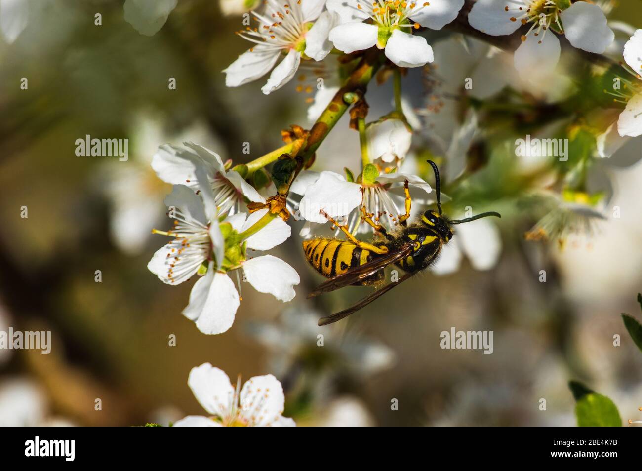 vespula vulgaris (common wasp) sitting on white spring blossoms feeding on nectar Stock Photo