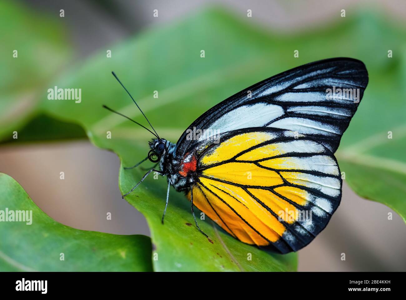 Redspot Sawtooth - Prioneris philonome, beautiful colored butterfly from Asian meadows nad woodlands, Malaysia. Stock Photo