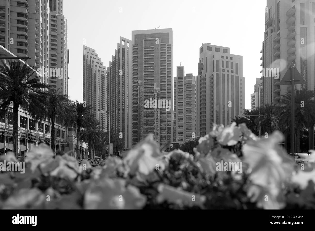 A flower bed with beautiful urban flowers on the background of tall buildings and houses. Black and white image Stock Photo