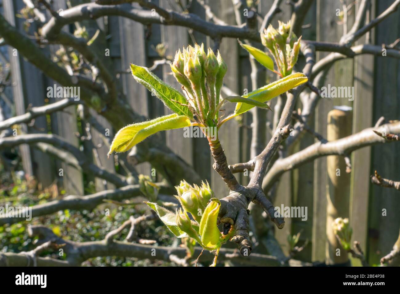 Pear Tree Buds High Resolution Stock Photography And Images Alamy