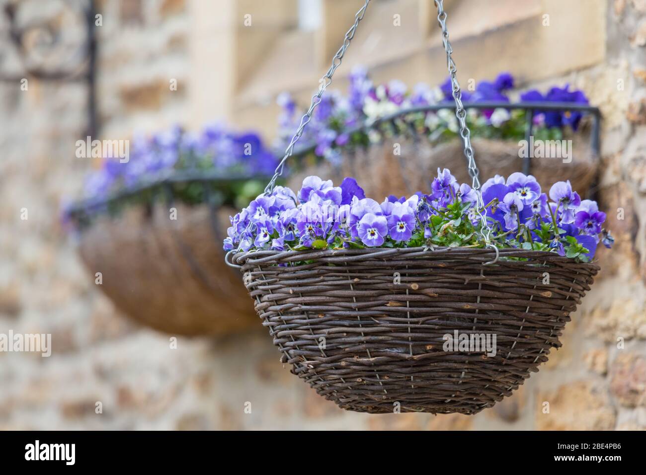 Viola hanging basket hi-res stock photography and images - Alamy