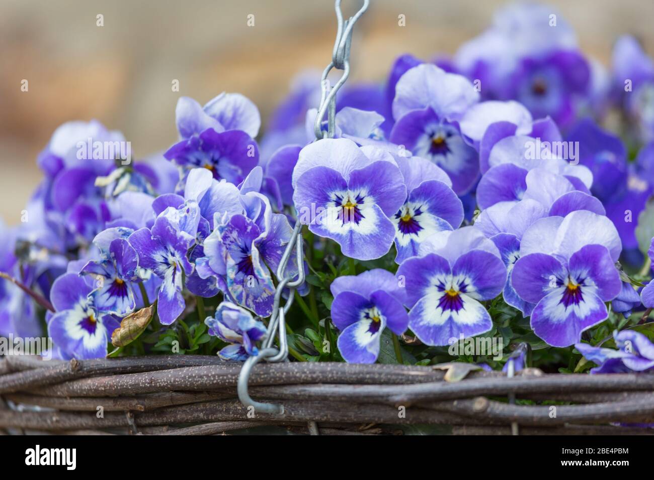 A hanging basket filled with bright blue viola flowers Stock Photo Alamy