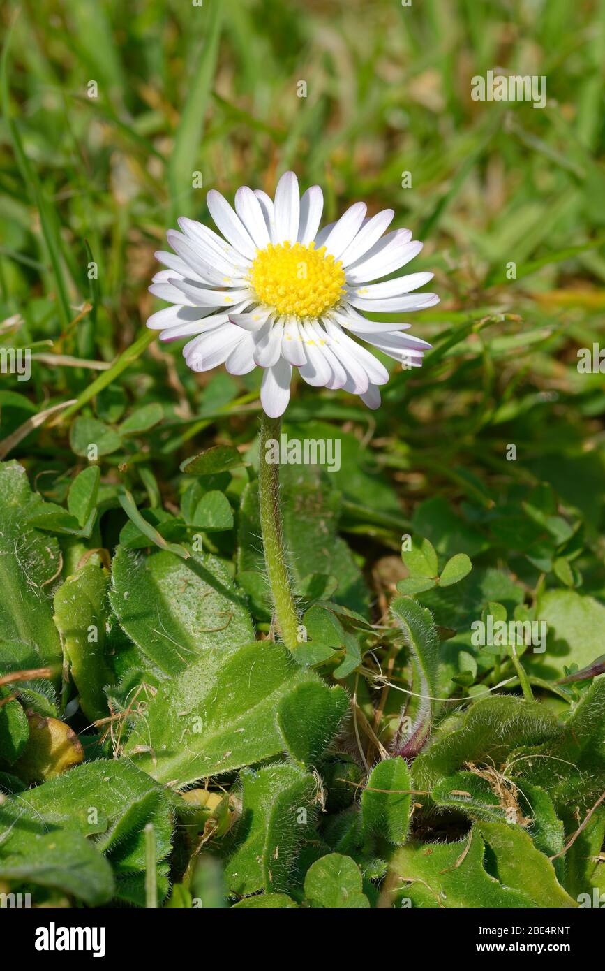 Common Daisy - Bellis perennis  Common lawn weed Stock Photo