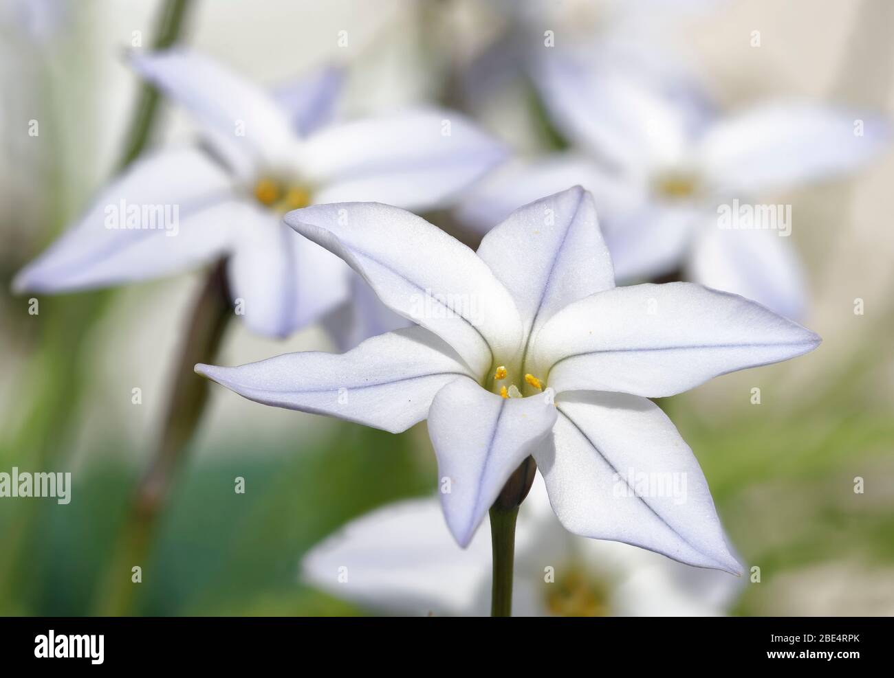 Spring Starflower - Tristagma uniflorum  Small Spring flowering Bulb Stock Photo
