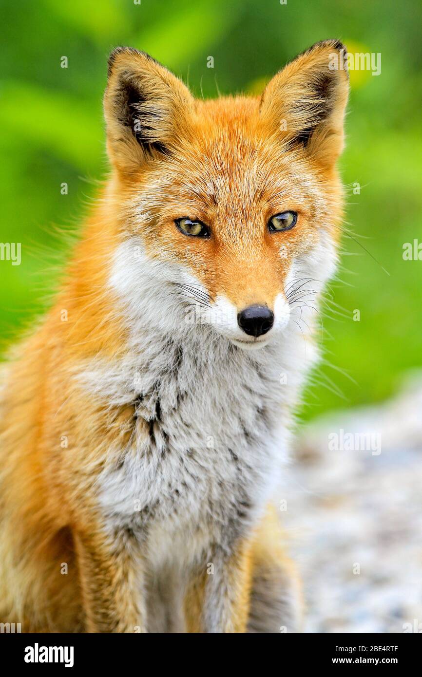 Kitakitsune (Ezo red fox) in Hokkaido, Japan Stock Photo Alamy