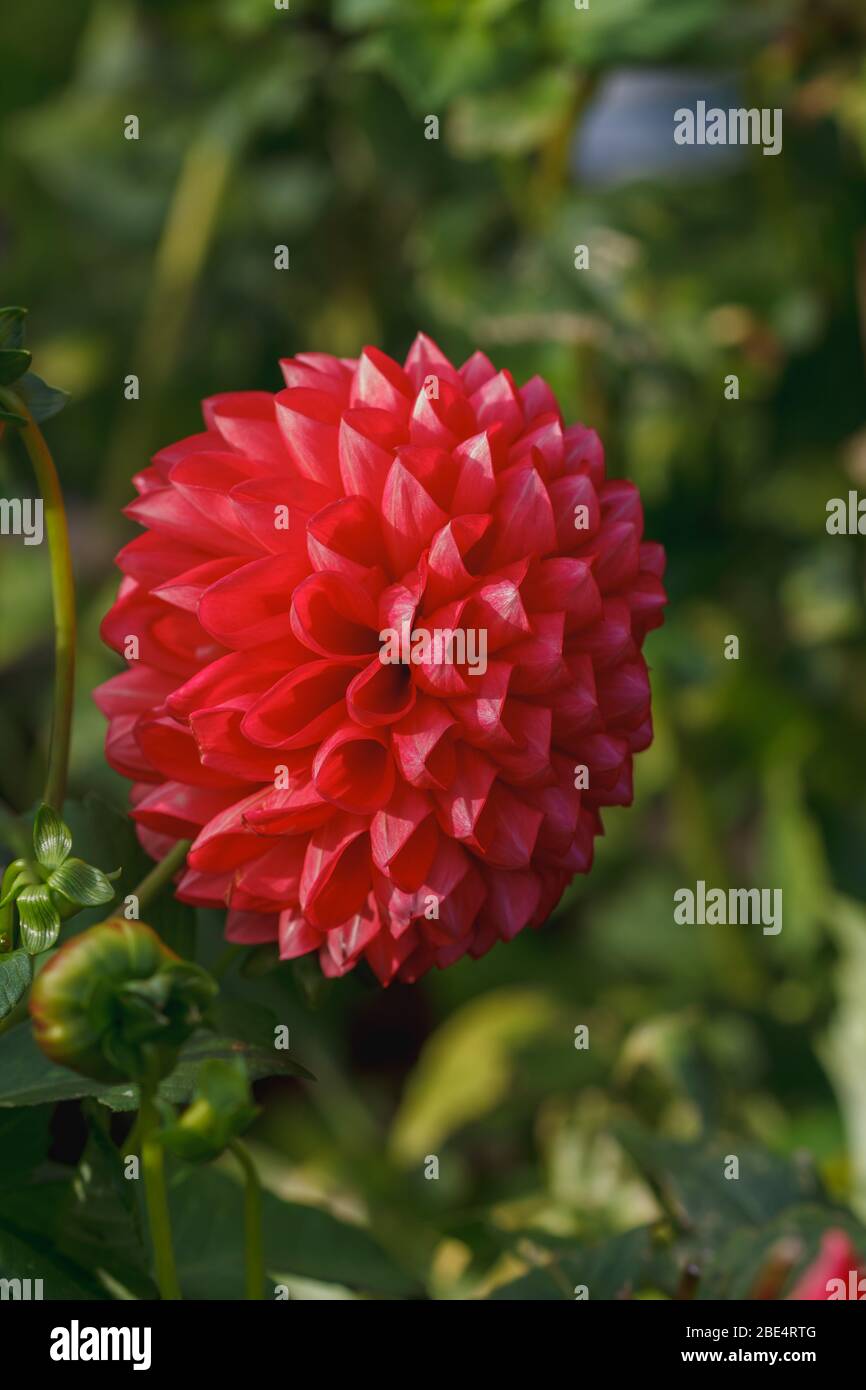 Flourish Dahlia High Resolution Stock Photography and Images - Alamy