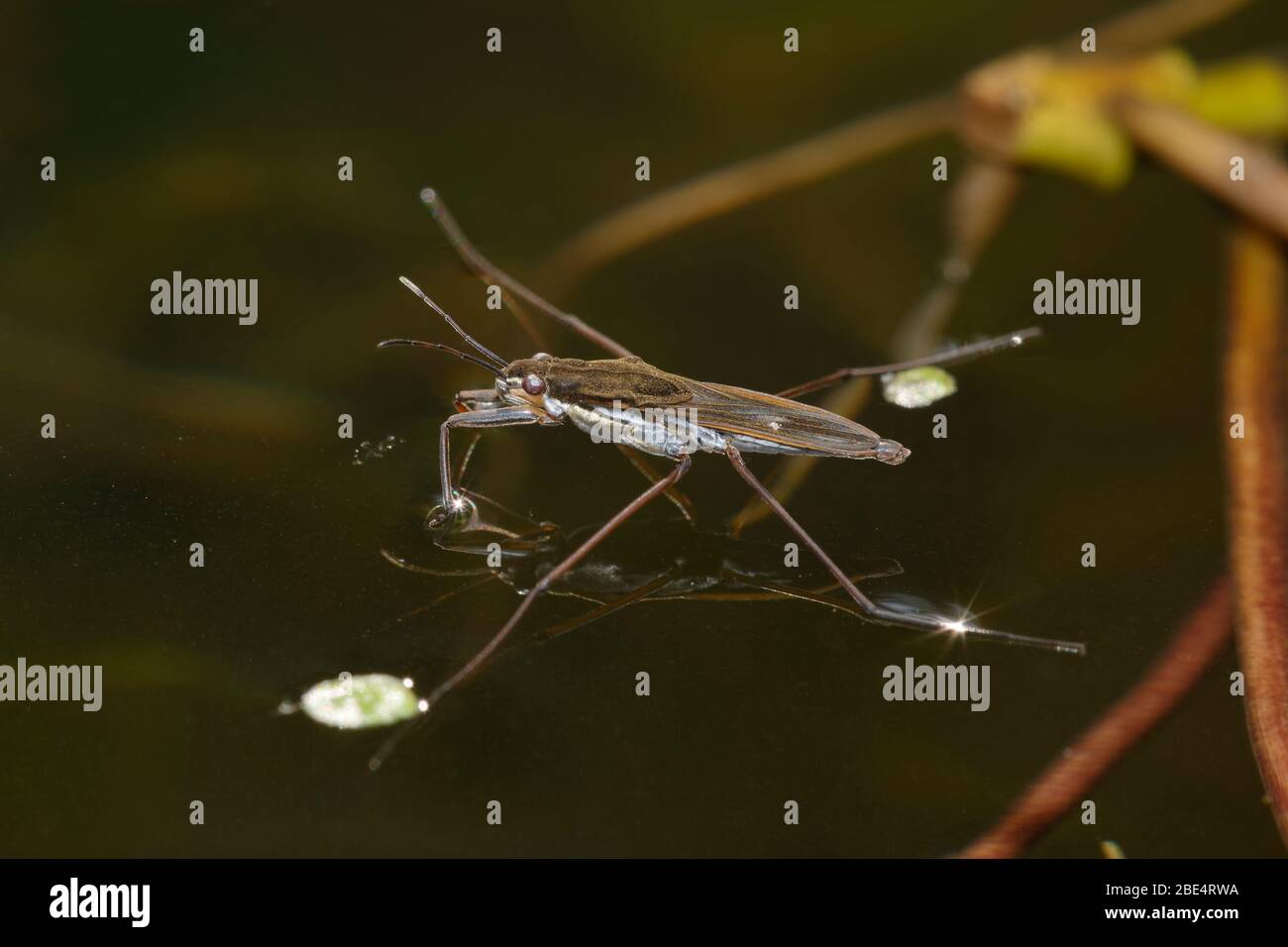 Common Pond Skater - Gerris lacustris with reflection Stock Photo - Alamy
