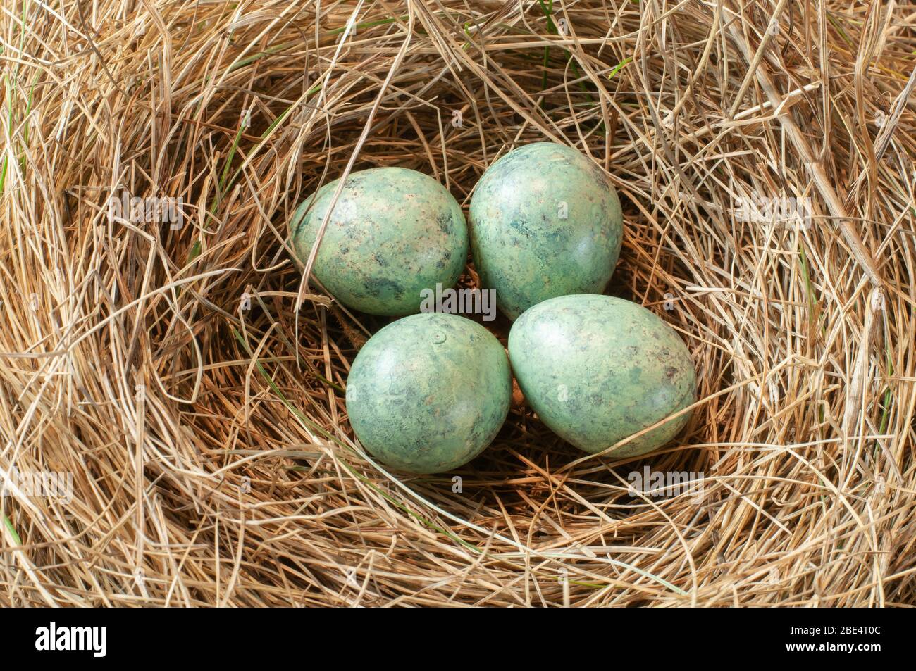 Thrush eggs hi-res stock photography and images - Alamy