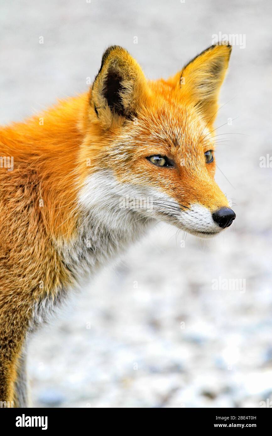 Kitakitsune (Ezo red fox) in Hokkaido, Japan Stock Photo Alamy