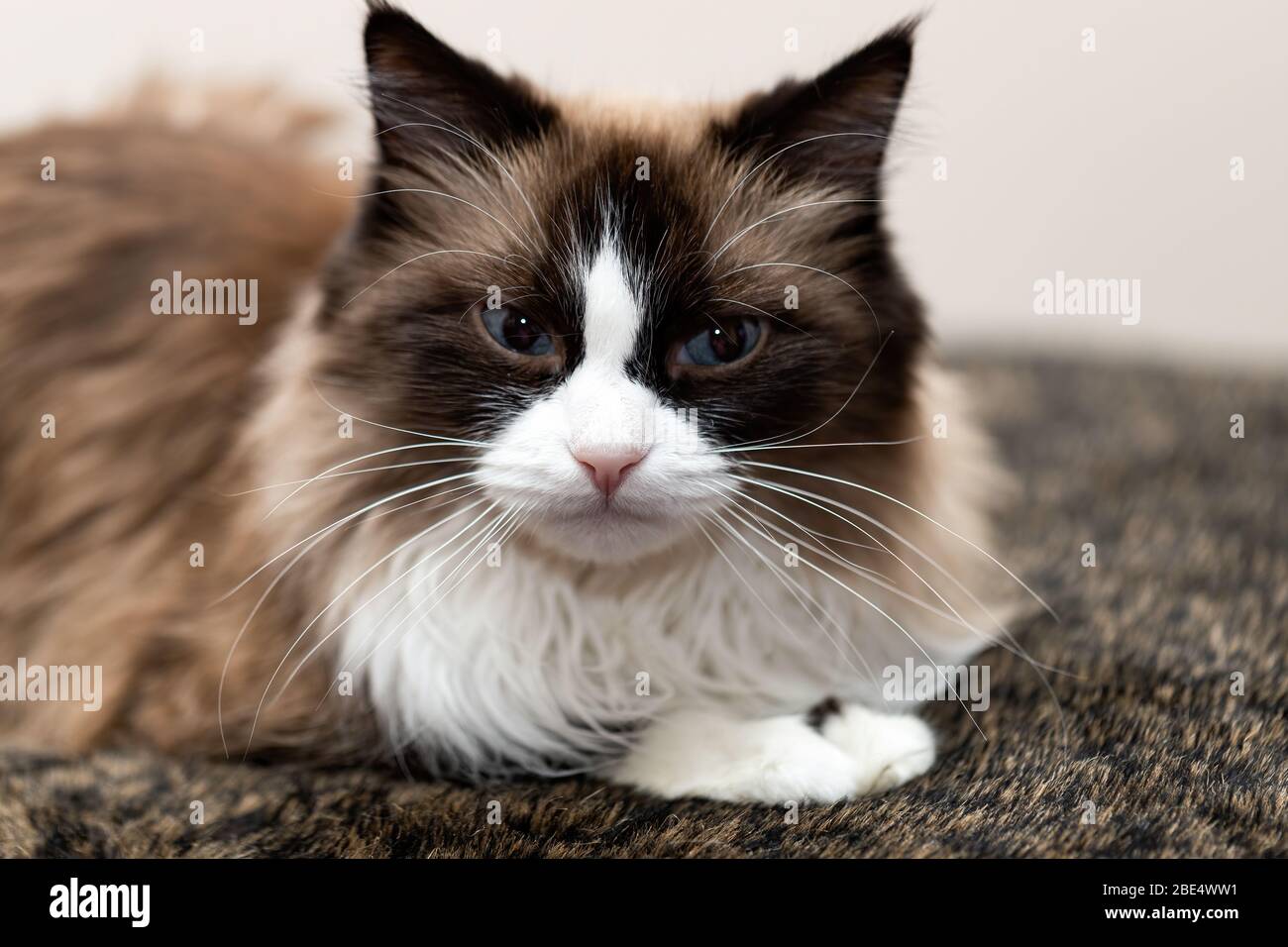 siberian siamese