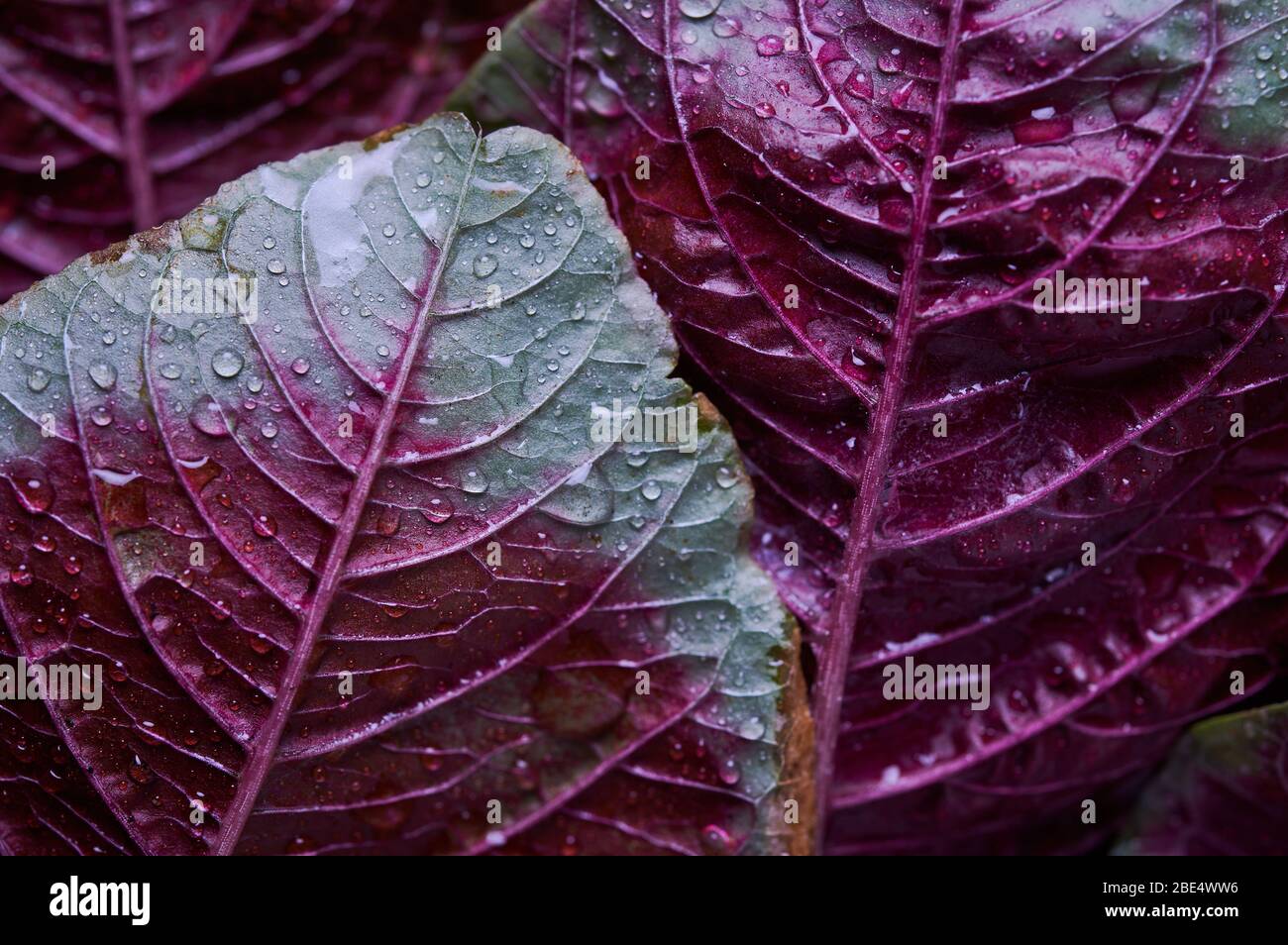 Water drops on the red amaranth leaves Stock Photo Alamy