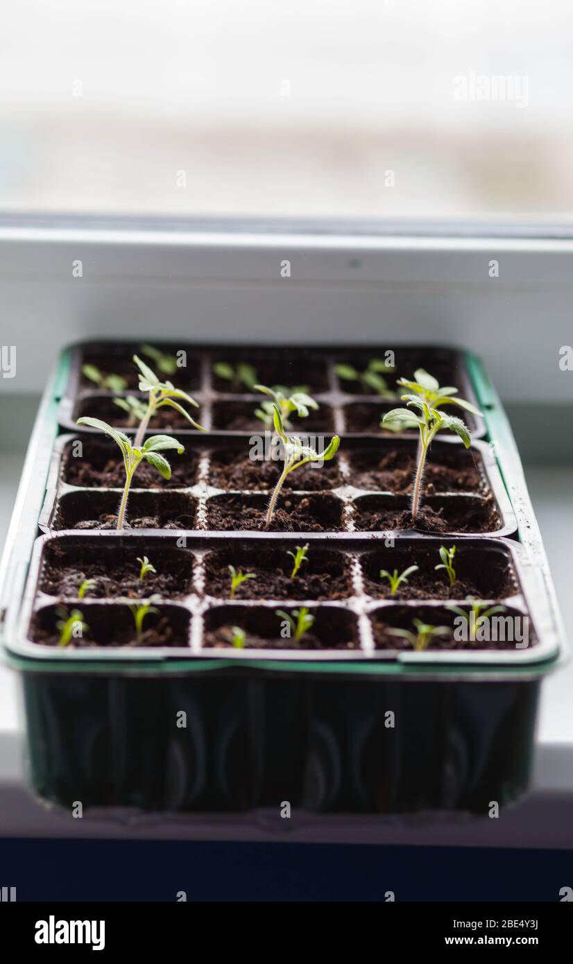 seedlings of vegetable plants stand on the windowsill before planting