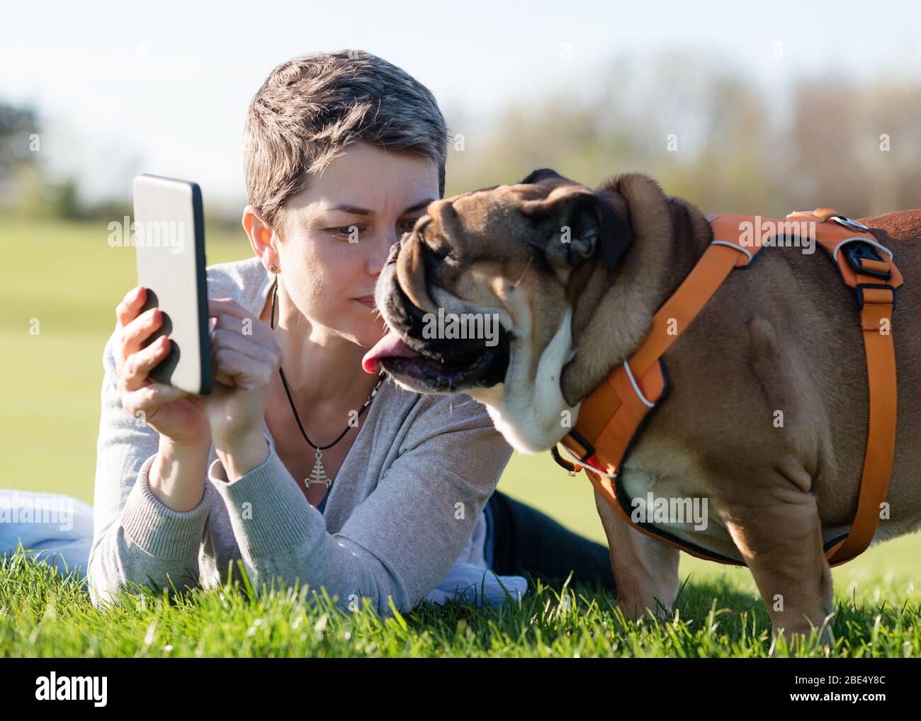 Woman in grey top showing something  to a dog / english bulldog in a ebook,  lying and resting on meadow / green grass on sunny spring warm day in par Stock Photo