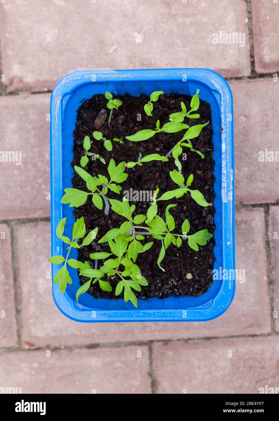 seedlings of vegetable plants stand on the windowsill before planting